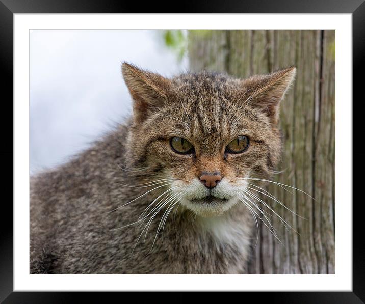 Scottish Wildcat Staring Framed Mounted Print by Philip Pound