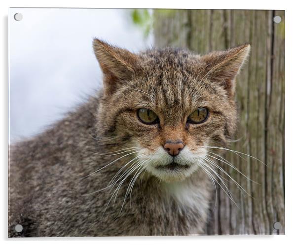 Scottish Wildcat Staring Acrylic by Philip Pound