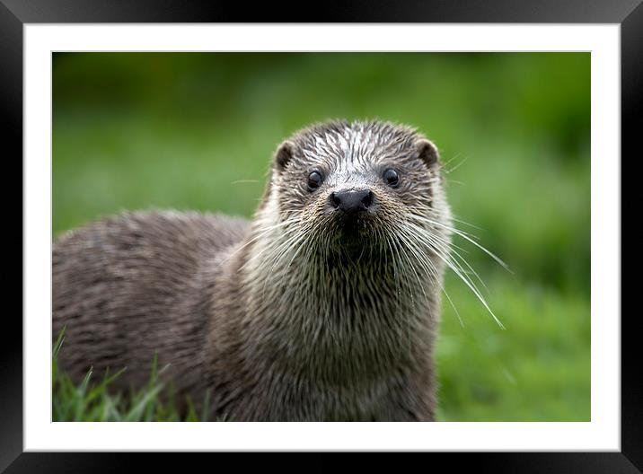 River Otter Close Up Framed Mounted Print by Philip Pound