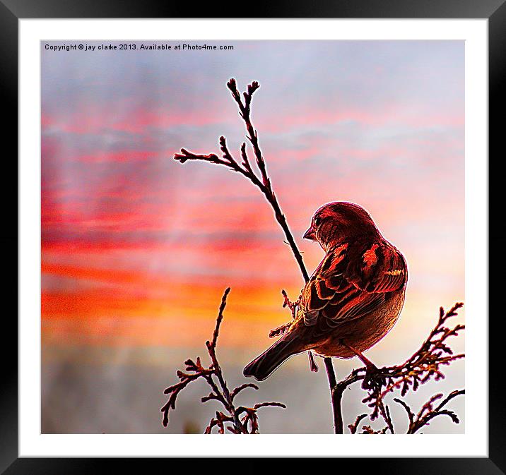waiting for the sun Framed Mounted Print by jay clarke
