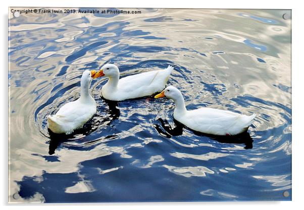 Billing and cooing ducks Acrylic by Frank Irwin