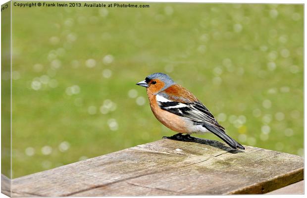 The Male Chaffinch Canvas Print by Frank Irwin