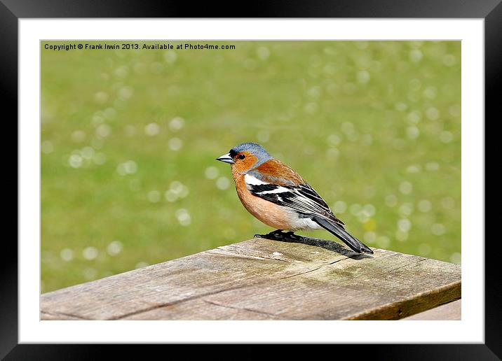 The Male Chaffinch Framed Mounted Print by Frank Irwin