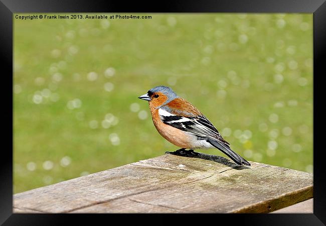 The Male Chaffinch Framed Print by Frank Irwin