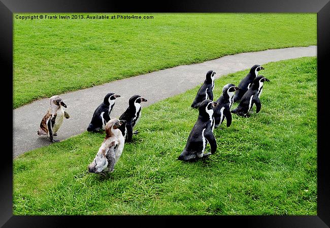 The Humboldt penguins off for a feed Framed Print by Frank Irwin