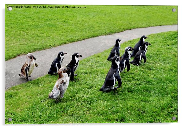 The Humboldt penguins off for a feed Acrylic by Frank Irwin