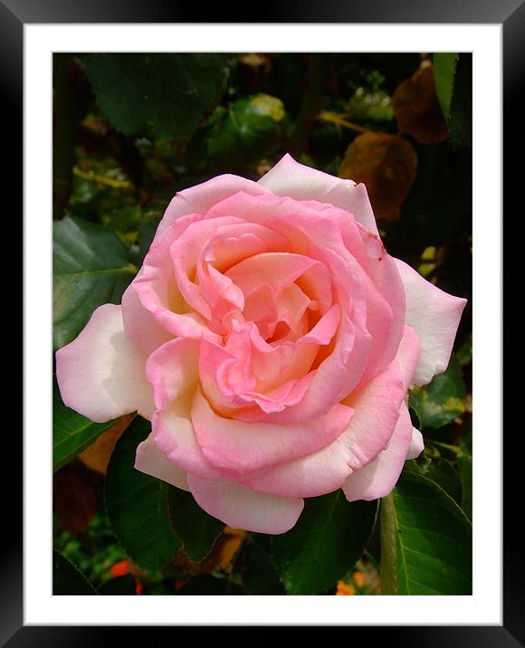 Soft Pink Rose Framed Mounted Print by Sarah Beattie