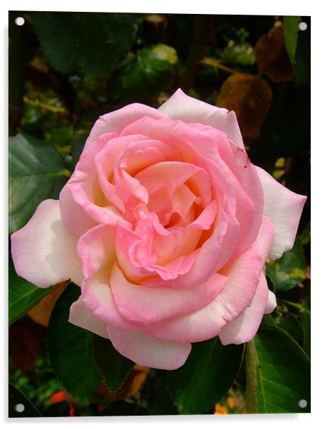 Soft Pink Rose Acrylic by Sarah Beattie