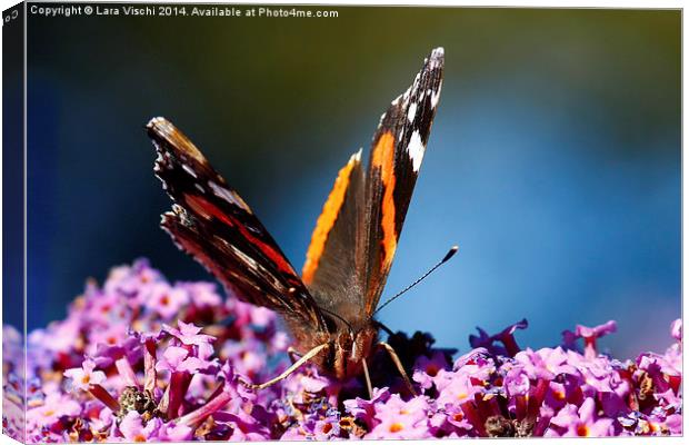 Red Admiral butterfly Canvas Print by Lara Vischi