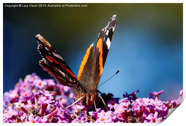 Red Admiral butterfly Print by Lara Vischi
