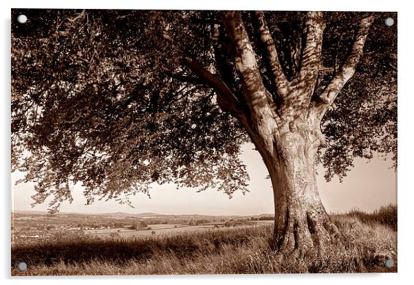 Beech Tree in Sepia Acrylic by Darren Galpin