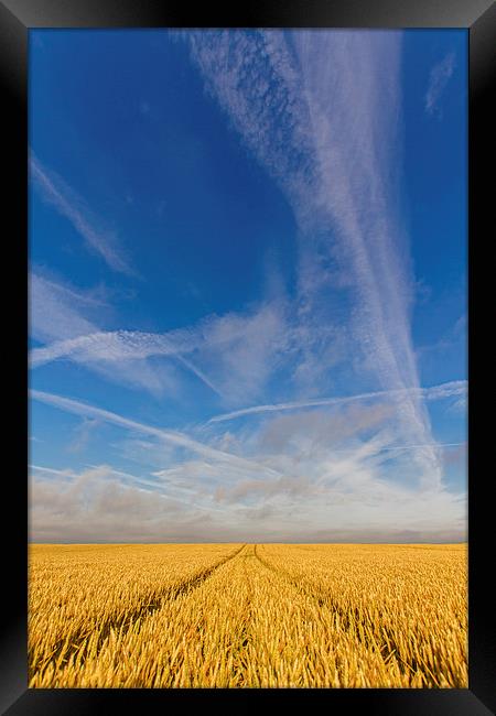 Golden Days Framed Print by Roz Greening