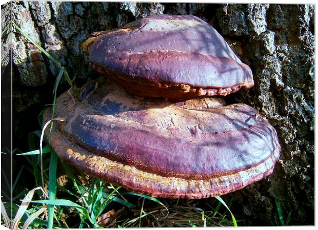 Forest Tree Fungus Canvas Print by philip milner
