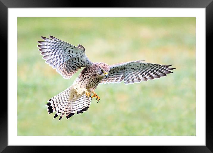Claws of a Kestrel Framed Mounted Print by Mark Medcalf