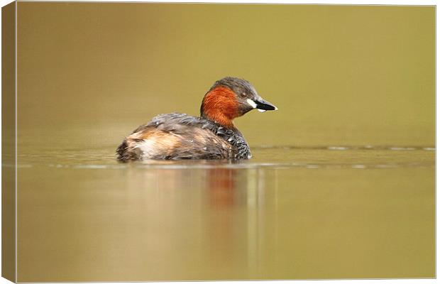 All Alone Little Grebe Canvas Print by Mark Medcalf