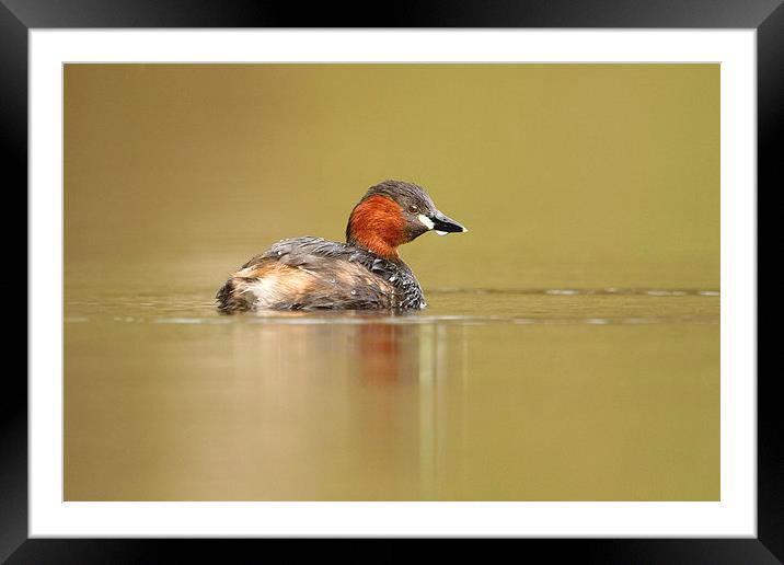 All Alone Little Grebe Framed Mounted Print by Mark Medcalf