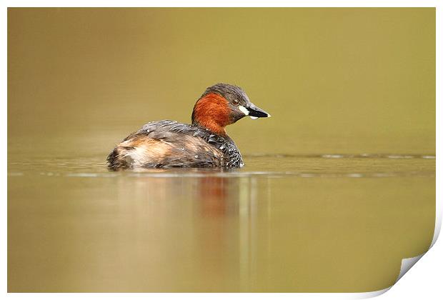 All Alone Little Grebe Print by Mark Medcalf