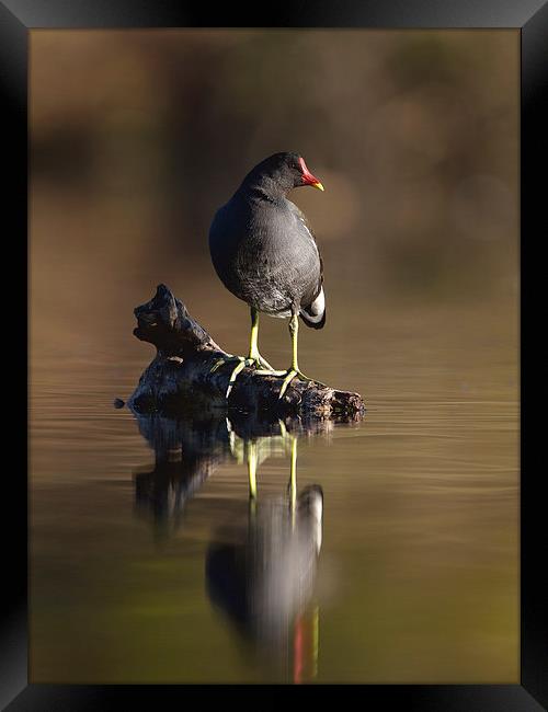 Reflections Framed Print by Mark Medcalf