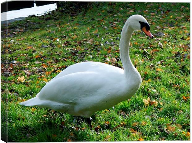 A Very Fine Swan Indeed Canvas Print by philip milner