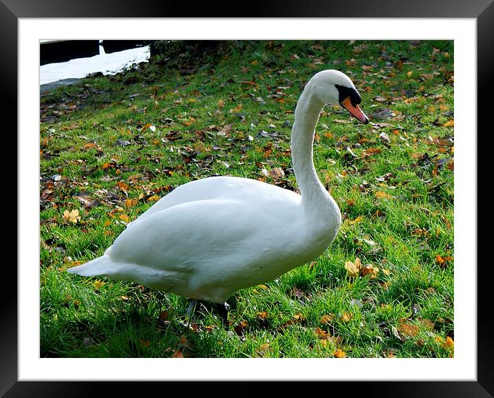 A Very Fine Swan Indeed Framed Mounted Print by philip milner