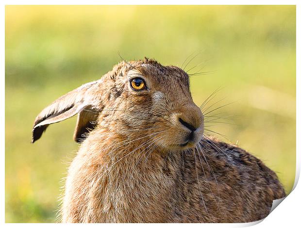 Harry the Hare Print by Mark Medcalf