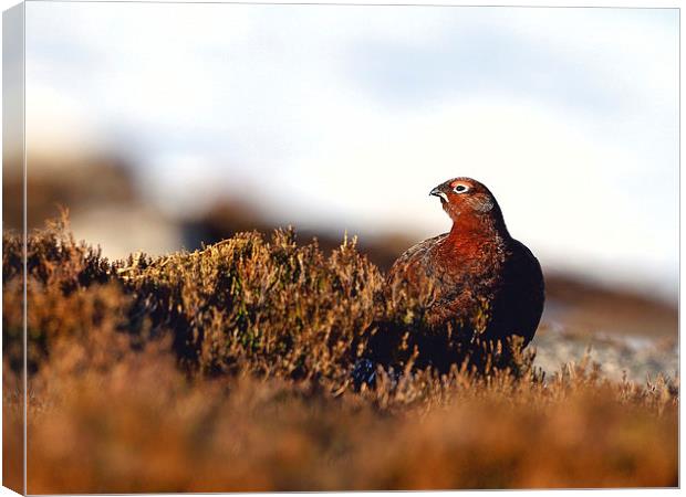 Red Grouse Canvas Print by Mark Medcalf