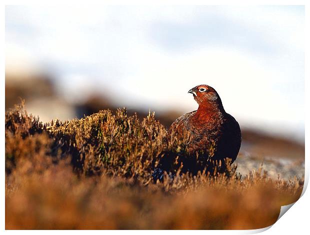 Red Grouse Print by Mark Medcalf