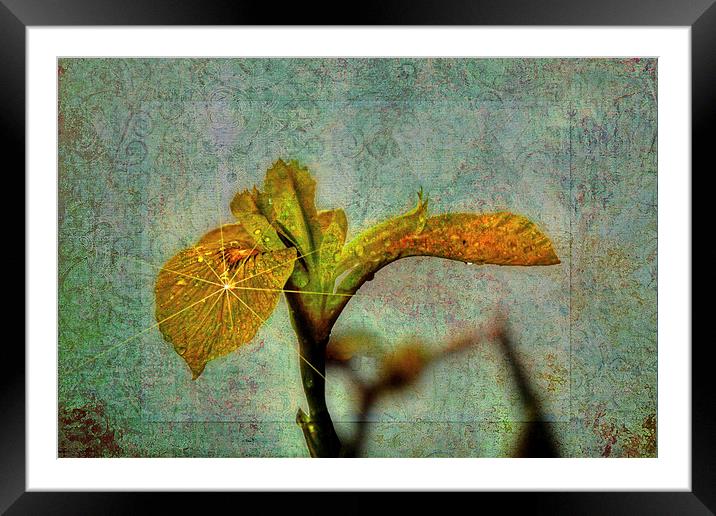 Yellow Iris Framed Mounted Print by Doug McRae