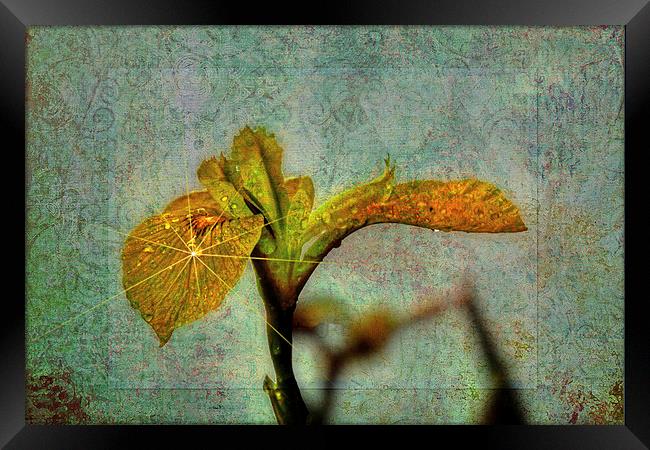 Yellow Iris Framed Print by Doug McRae