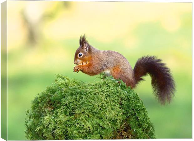 Red tailed Squirrel Canvas Print by Mark Medcalf