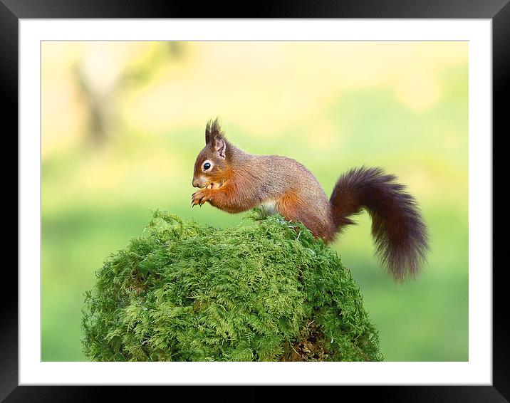 Red tailed Squirrel Framed Mounted Print by Mark Medcalf
