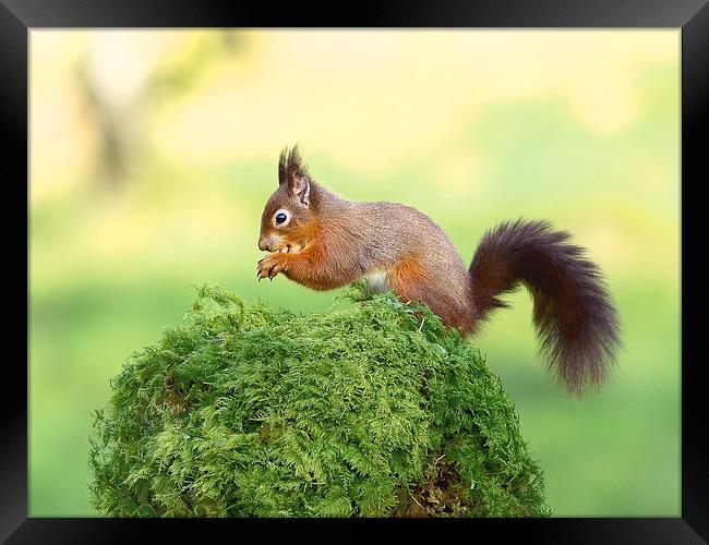 Red tailed Squirrel Framed Print by Mark Medcalf