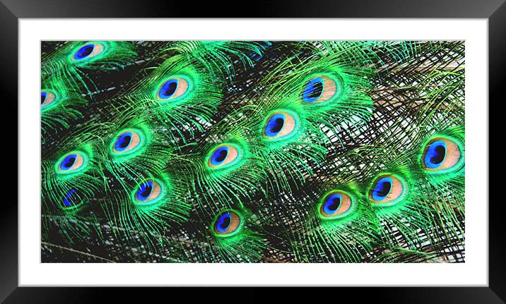 Peacock Feathers Framed Mounted Print by Ruth Hallam