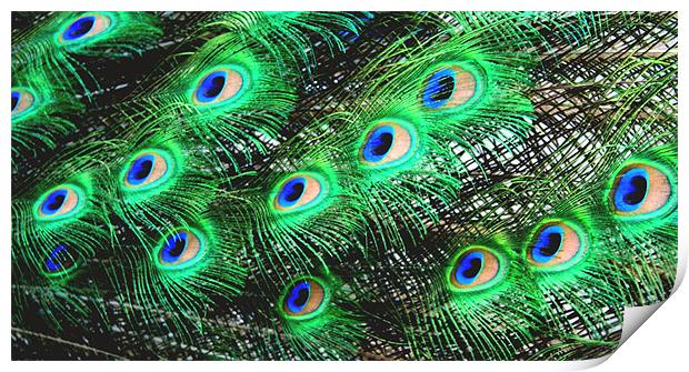 Peacock Feathers Print by Ruth Hallam