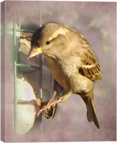 Sparrow Canvas Print by Linsey Williams