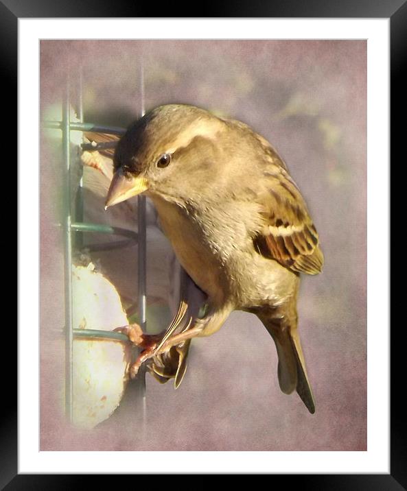 Sparrow Framed Mounted Print by Linsey Williams