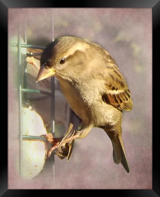 Sparrow Framed Print by Linsey Williams
