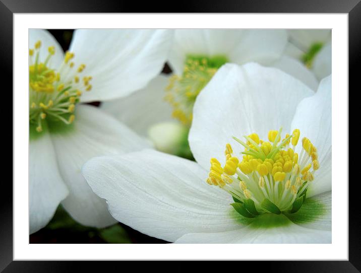 bright and beautiful Framed Mounted Print by Heather Newton