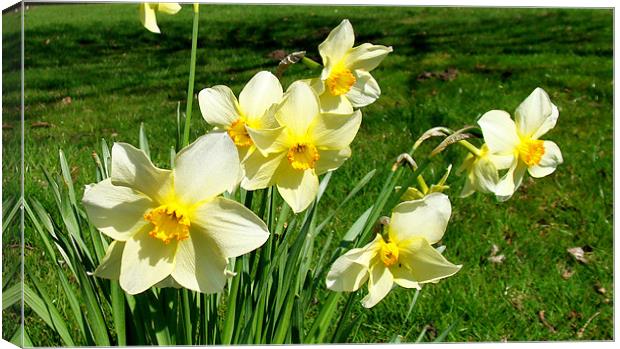 White Daffodils Canvas Print by George Thurgood Howland