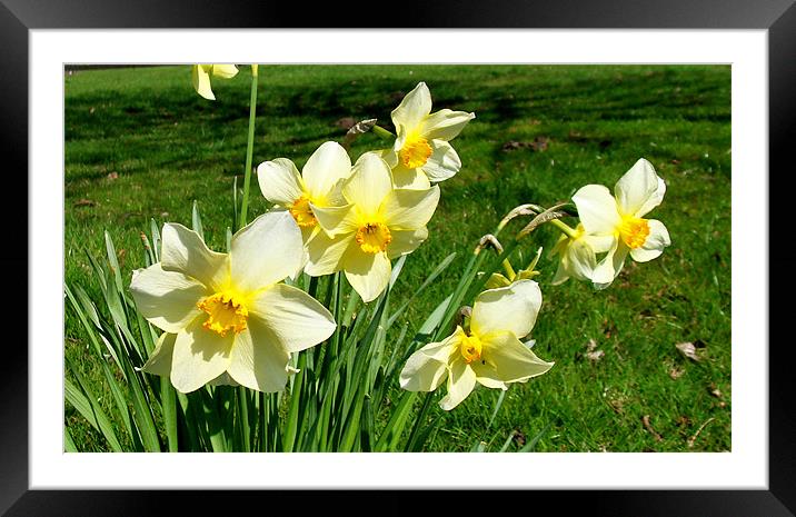 White Daffodils Framed Mounted Print by George Thurgood Howland