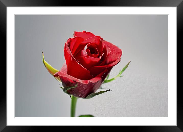 Red rose  Framed Mounted Print by Nadeesha Jayamanne
