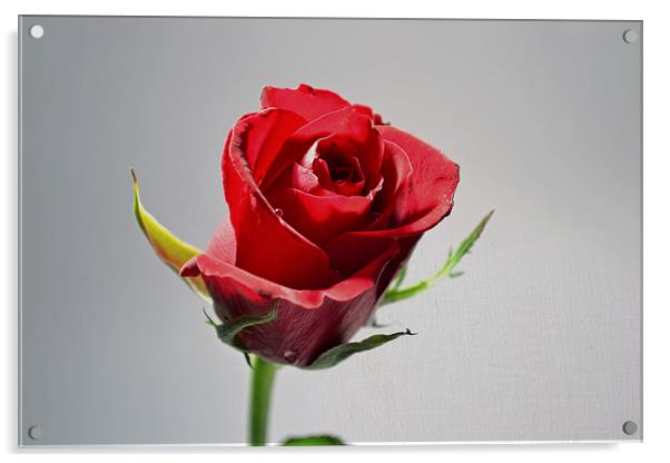 Red rose  Acrylic by Nadeesha Jayamanne