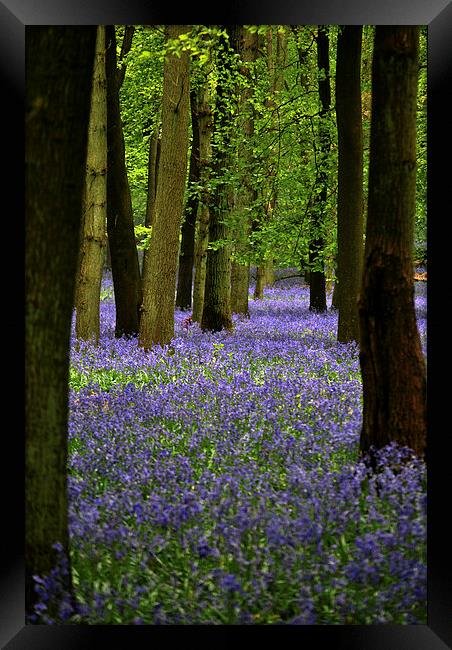 Bluebell Wood Framed Print by graham young