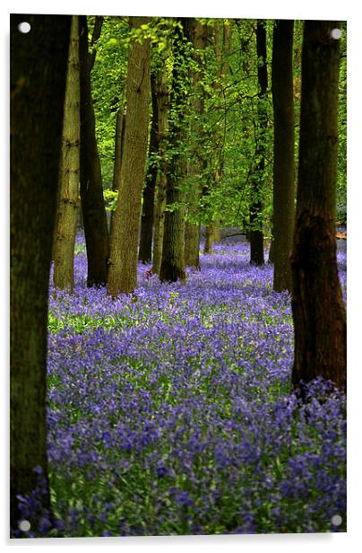 Bluebell Wood Acrylic by graham young