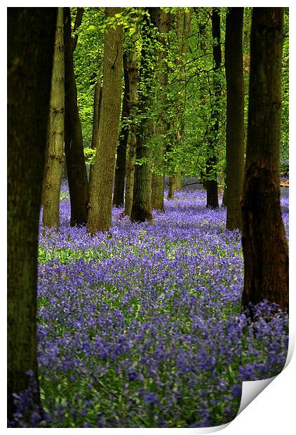 Bluebell Wood Print by graham young