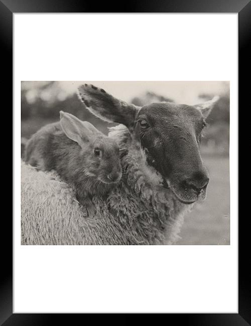 Just the two of us.... Framed Print by Jo Hoden