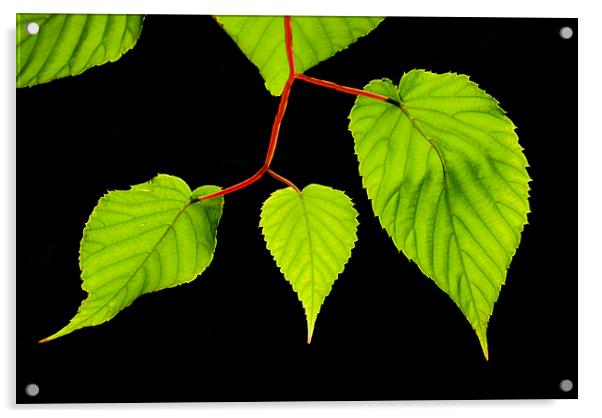 Backlit leaves Acrylic by Pete Hemington