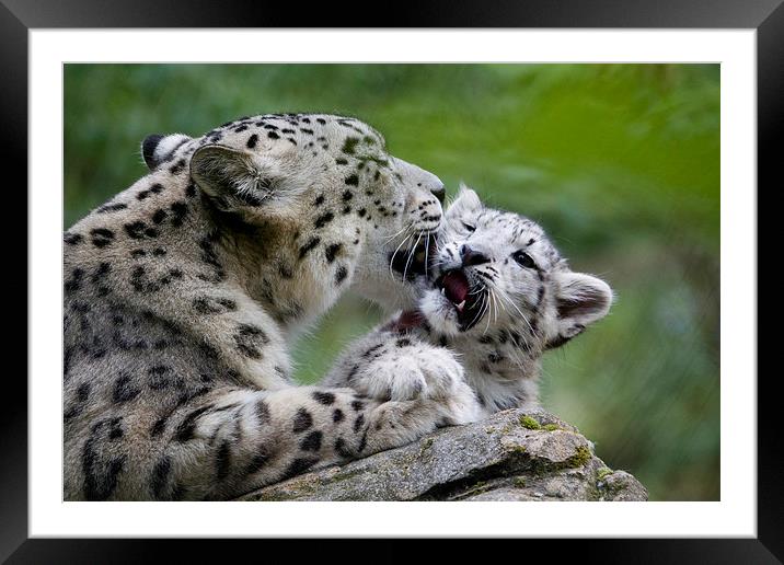 Snow leopard and cub Framed Mounted Print by Kenneth Dear