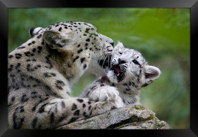 Snow leopard and cub Framed Print by Kenneth Dear