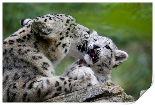 Snow leopard and cub Print by Kenneth Dear